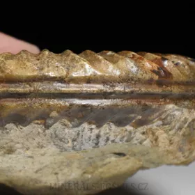 amonit Arietites bucklandi