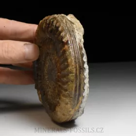 amonit Arietites bucklandi