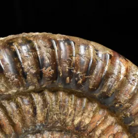 amonit Arietites bucklandi