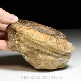amonit Arietites bucklandi