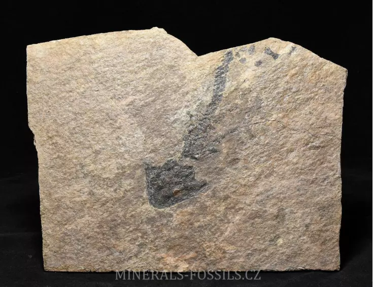 obojživelník Discosauriscus austriacus
