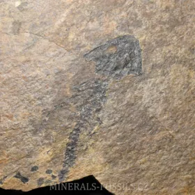 obojživelník Discosauriscus austriacus