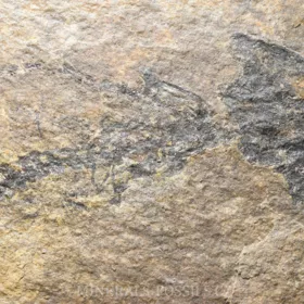 obojživelník Discosauriscus austriacus