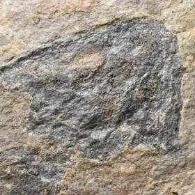 obojživelník Discosauriscus austriacus