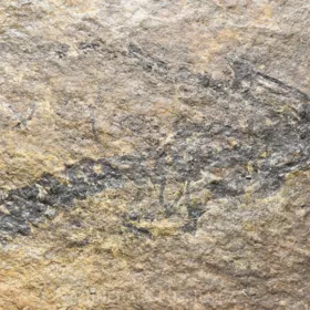 obojživelník Discosauriscus austriacus
