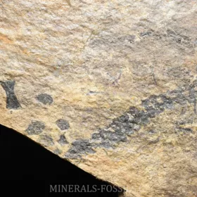 obojživelník Discosauriscus austriacus