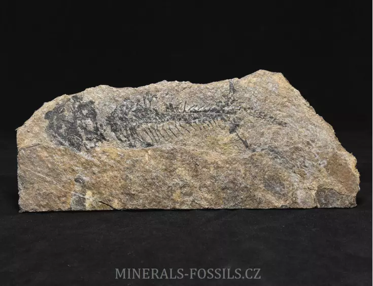 obojživelník Discosauriscus austriacus