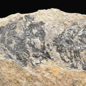 obojživelník Discosauriscus austriacus