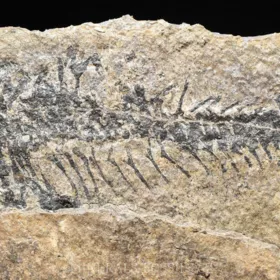 obojživelník Discosauriscus austriacus