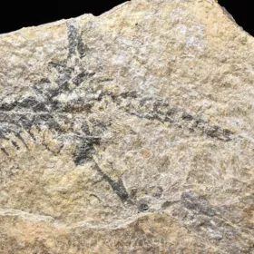 obojživelník Discosauriscus austriacus