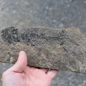 obojživelník Discosauriscus austriacus