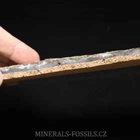 obojživelník Discosauriscus austriacus