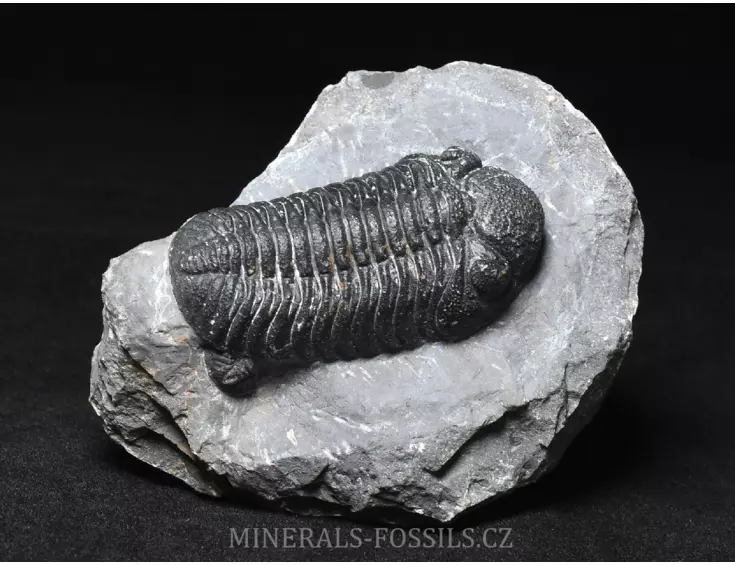 trilobit Phacops sp.