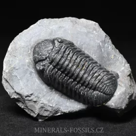 trilobit Phacops sp.