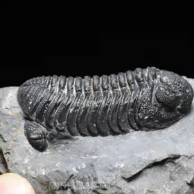 trilobit Phacops sp.