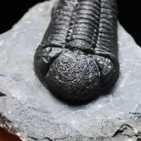 trilobit Phacops sp.
