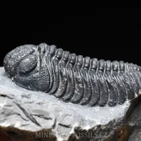 trilobit Phacops sp.