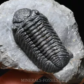 trilobit Phacops sp.