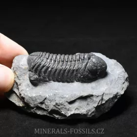 trilobit Phacops sp.