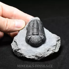 trilobit Phacops sp.