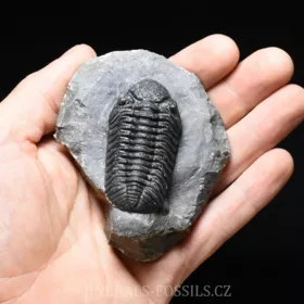 trilobit Phacops sp.