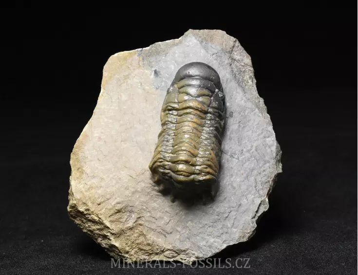 trilobit Crotalocephalina gibba