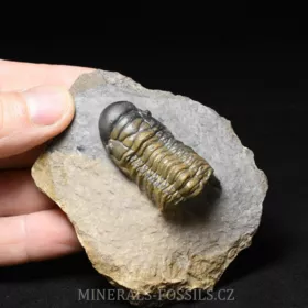 trilobit Crotalocephalina gibba