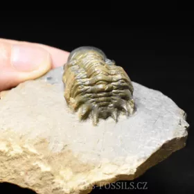 trilobit Crotalocephalina gibba