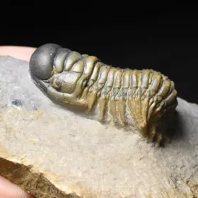 trilobit Crotalocephalina gibba