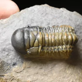 trilobit Crotalocephalina gibba