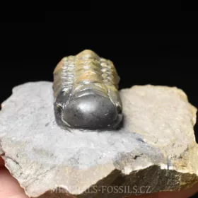 trilobit Crotalocephalina gibba