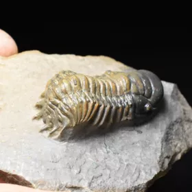 trilobit Crotalocephalina gibba