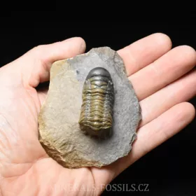 trilobit Crotalocephalina gibba