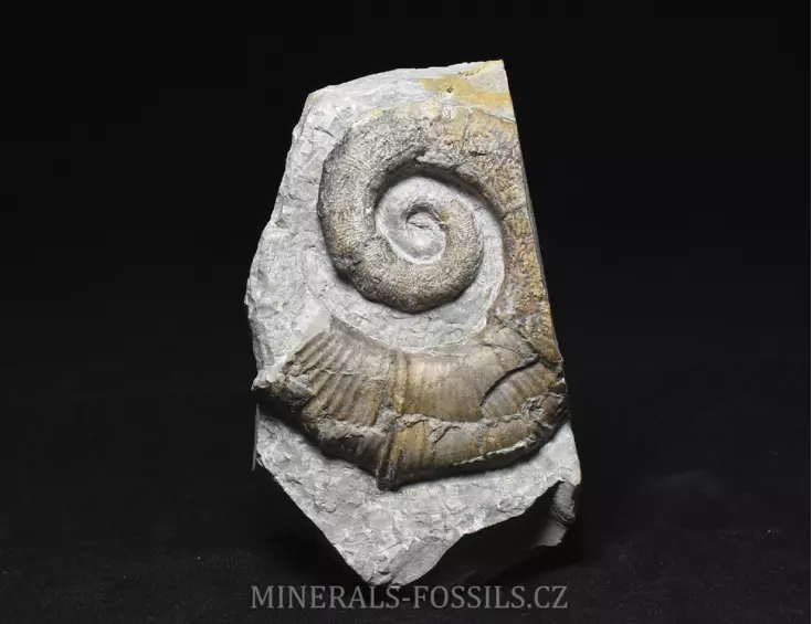 amonit Crioceratites nolani