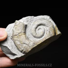 amonit Crioceratites nolani
