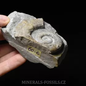 amonit Crioceratites nolani