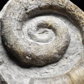 amonit Crioceratites nolani
