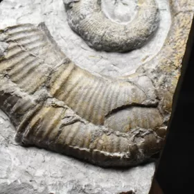amonit Crioceratites nolani