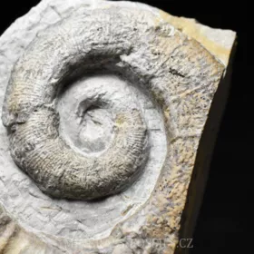 amonit Crioceratites nolani