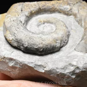 amonit Crioceratites nolani