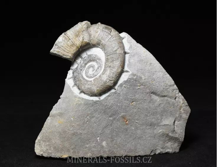 amonit Crioceratites nolani