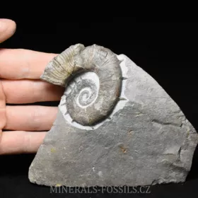 amonit Crioceratites nolani