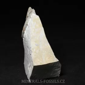amonit Crioceratites nolani