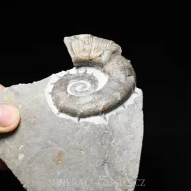amonit Crioceratites nolani