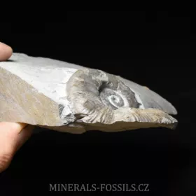 amonit Crioceratites nolani