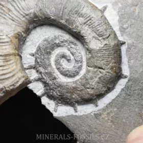 amonit Crioceratites nolani