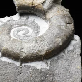 amonit Crioceratites nolani