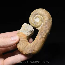 amonit Acrioceras sp.