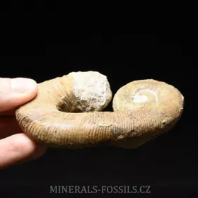 amonit Acrioceras sp.