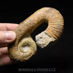 amonit Acrioceras sp.
